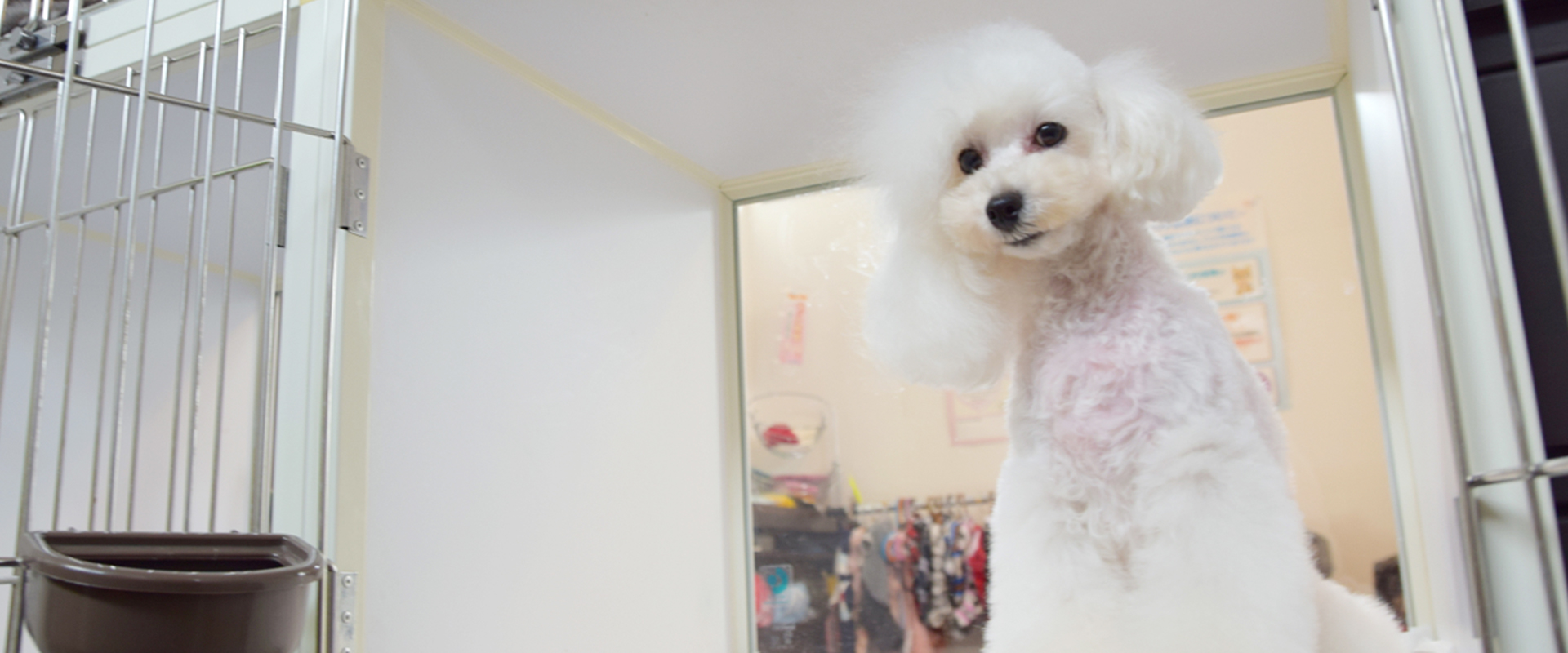 Dog Salon Olive（ドッグサロンオリーブ）