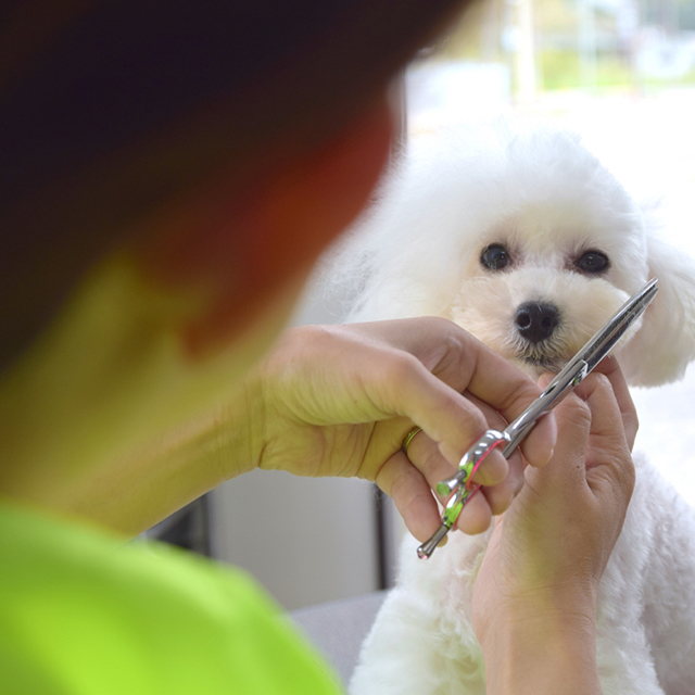 Dog Salon Olive（ドッグサロンオリーブ）