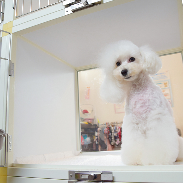 Dog Salon Olive（ドッグサロンオリーブ）